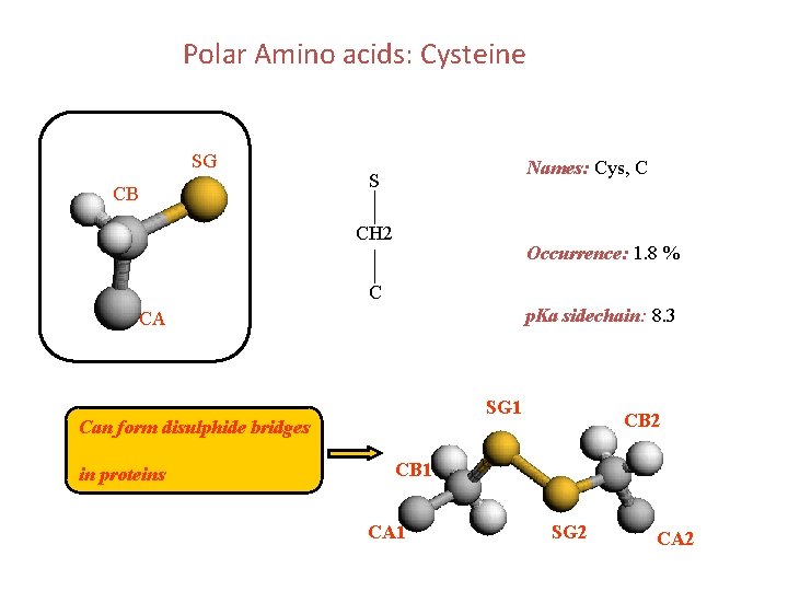 Polar Amino acids: Cysteine SG CB Names: Cys, C S CH 2 Occurrence: 1.
