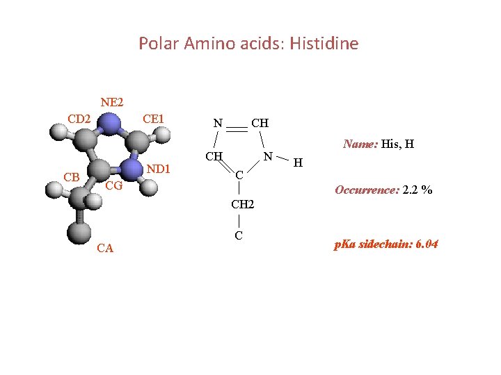 Polar Amino acids: Histidine NE 2 CD 2 CB CE 1 ND 1 CG