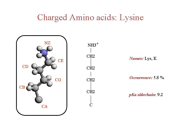 Charged Amino acids: Lysine NZ NH 3+ CE CD CH 2 Names: Lys, K