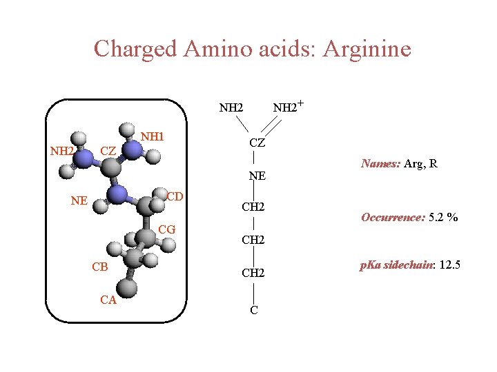 Charged Amino acids: Arginine NH 2+ NH 2 NH 1 NH 2 CZ CZ