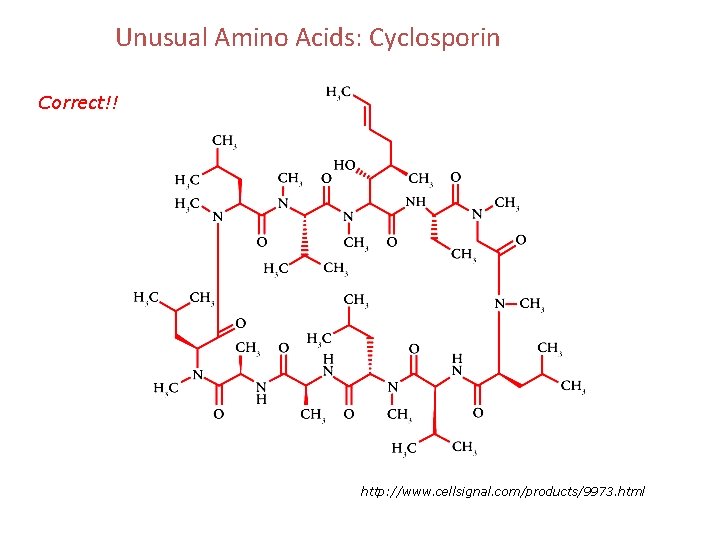 Unusual Amino Acids: Cyclosporin Correct!! http: //www. cellsignal. com/products/9973. html 