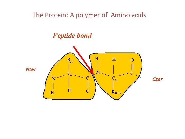 The Protein: A polymer of Amino acids Peptide bond H N H Ca H