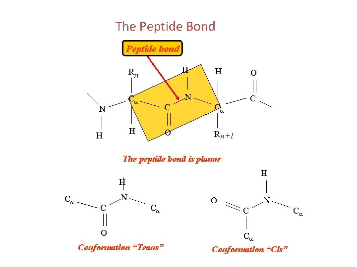 The Peptide Bond Peptide bond H H N Ca N O Rn C Ca