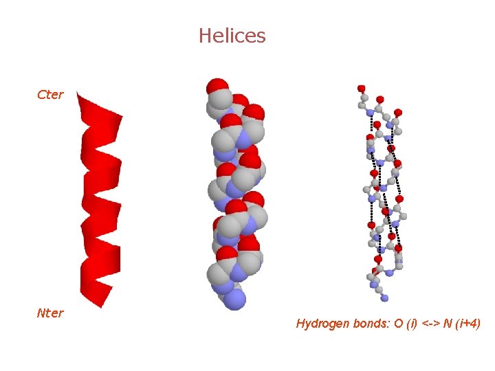 Helices Cter Nter Hydrogen bonds: O (i) <-> N (i+4) 