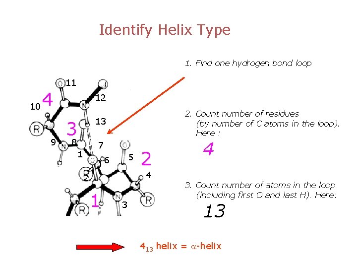 Identify Helix Type 1. Find one hydrogen bond loop 11 10 4 9 12