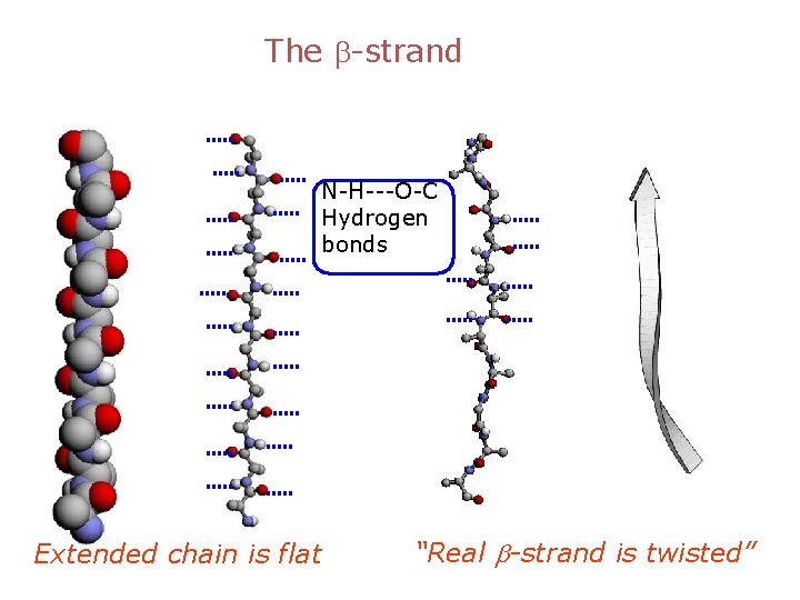 The b-strand N-H---O-C Hydrogen bonds Extended chain is flat “Real b-strand is twisted” 