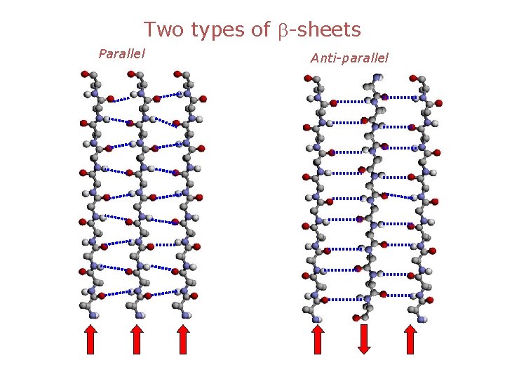 Two types of b-sheets Parallel Anti-parallel 