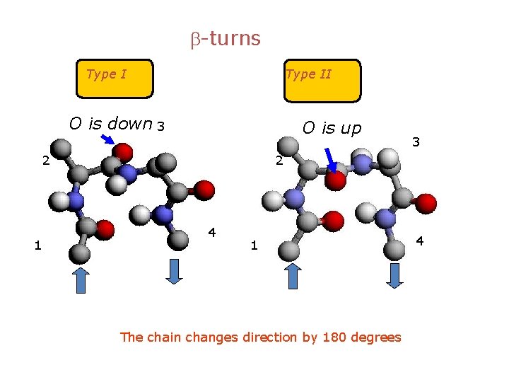 b-turns Type II O is down 3 O is up 2 1 3 2