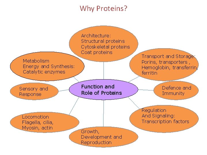 Why Proteins? Architecture: Structural proteins Cytoskeletal proteins Coat proteins Metabolism Energy and Synthesis: Catalytic