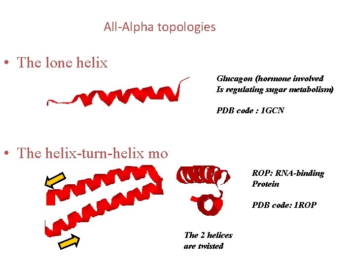 All-Alpha topologies • The lone helix Glucagon (hormone involved Is regulating sugar metabolism) PDB