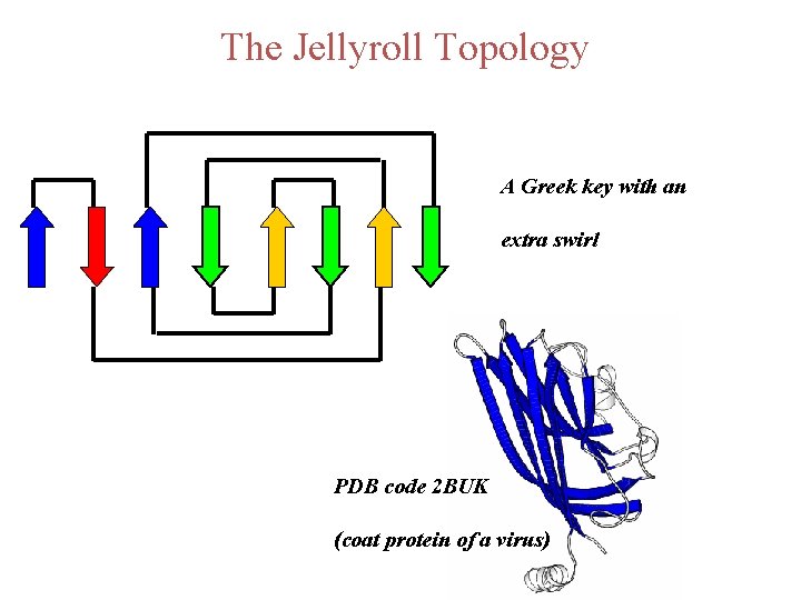 The Jellyroll Topology A Greek key with an extra swirl PDB code 2 BUK
