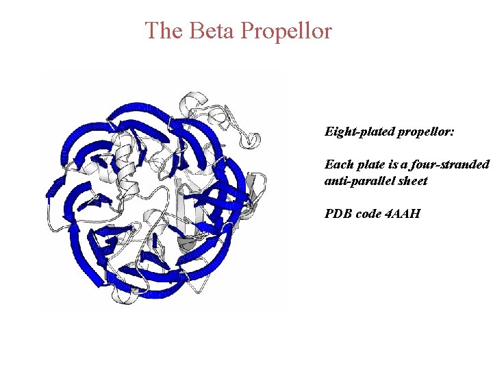 The Beta Propellor Eight-plated propellor: Each plate is a four-stranded anti-parallel sheet PDB code