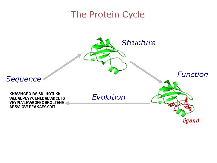 The Protein Cycle Structure Function Sequence KKAVINGEQIRSISDLHQTLKK WELALPEYYGENLDALWDCLTG VEYPLVLEWRQFEQSKQLTENG AESVLQVFREAKAEGCDITI Evolution ligand 