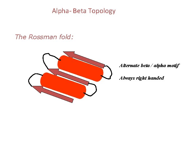 Alpha- Beta Topology The Rossman fold: Alternate beta / alpha motif Always right handed