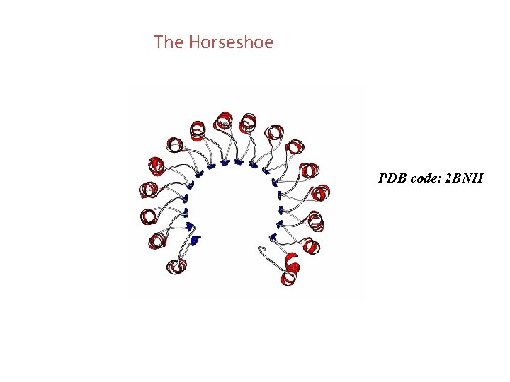 The Horseshoe PDB code: 2 BNH 