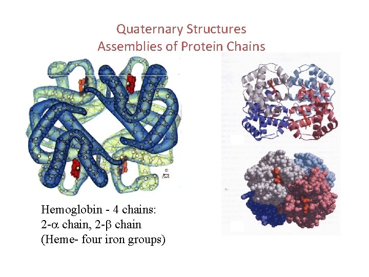 Quaternary Structures Assemblies of Protein Chains Hemoglobin - 4 chains: 2 -a chain, 2