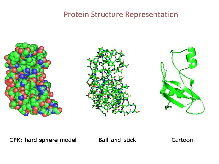 Protein Structure Representation CPK: hard sphere model Ball-and-stick Cartoon 