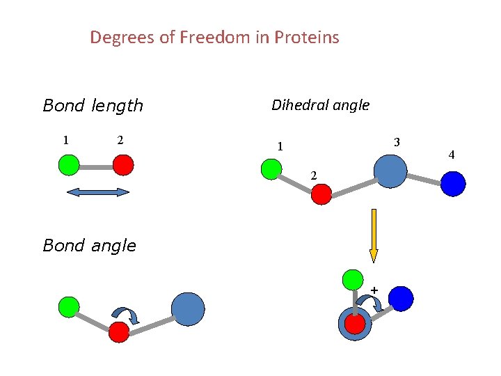 Degrees of Freedom in Proteins Bond length 1 2 Dihedral angle 3 1 2