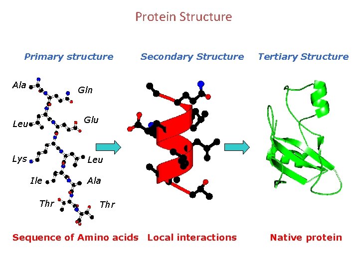 Protein Structure Primary structure Ala Secondary Structure Tertiary Structure Gln Glu Leu Lys Leu