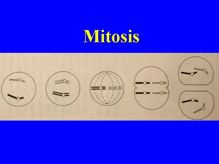 Mitosis 