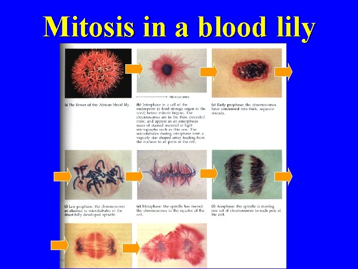 Mitosis in a blood lily 