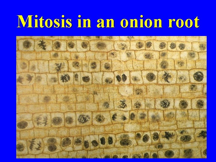 Mitosis in an onion root 