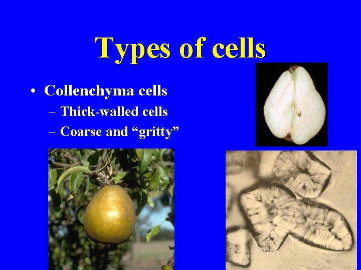 Types of cells • Collenchyma cells – Thick-walled cells – Coarse and “gritty” 