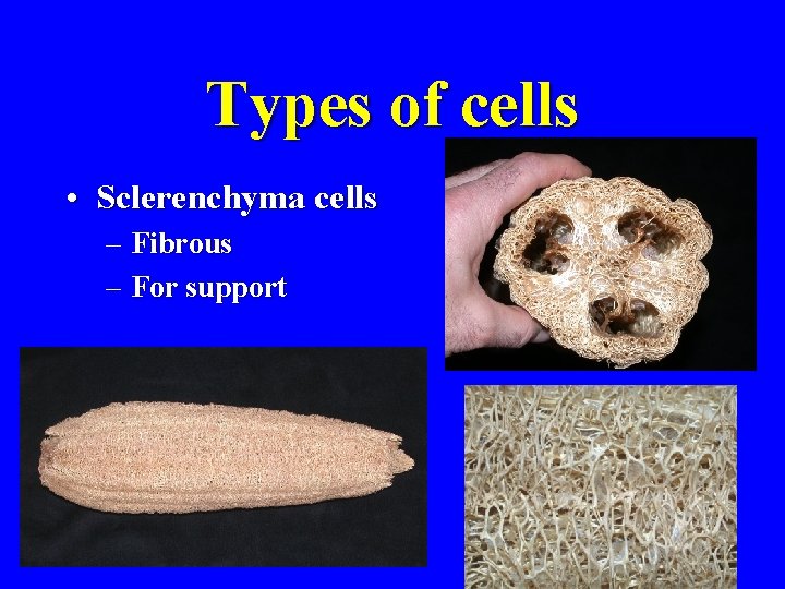 Types of cells • Sclerenchyma cells – Fibrous – For support 