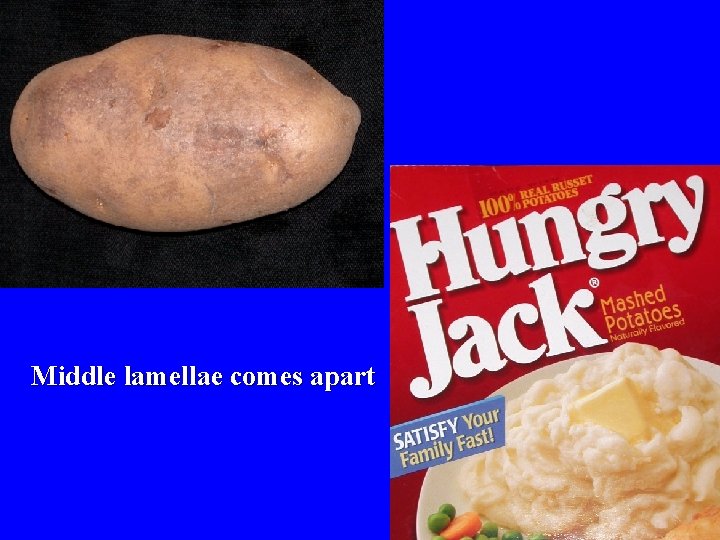 Middle lamellae comes apart 