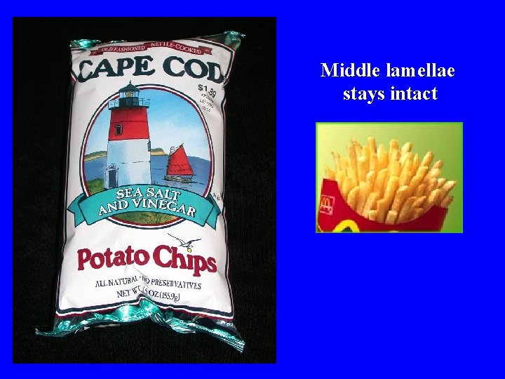 Middle lamellae stays intact 