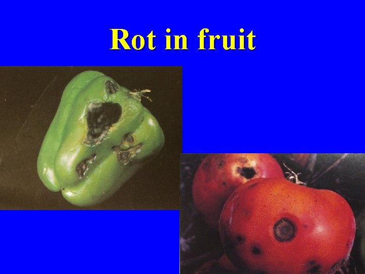 Rot in fruit 