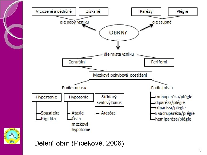Dělení obrn (Pipekové, 2006) 5 