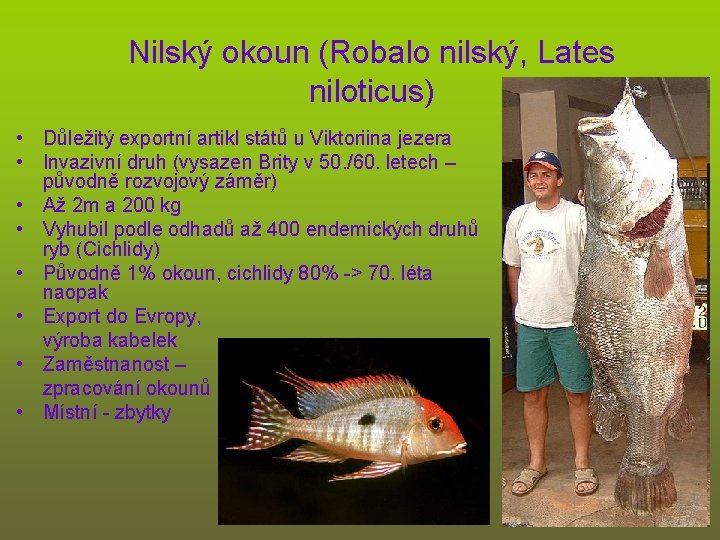 Nilský okoun (Robalo nilský, Lates niloticus) • Důležitý exportní artikl států u Viktoriina jezera