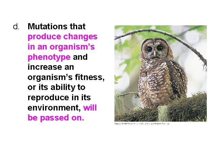 d. Mutations that produce changes in an organism’s phenotype and increase an organism’s fitness,