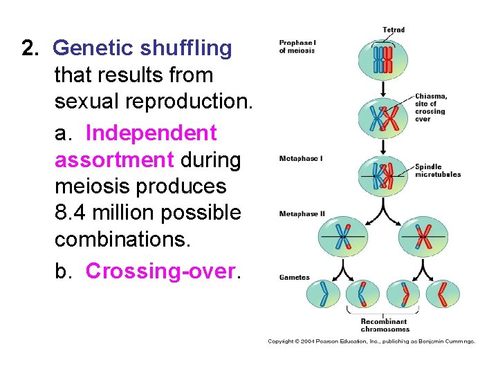 2. Genetic shuffling that results from sexual reproduction. a. Independent assortment during meiosis produces