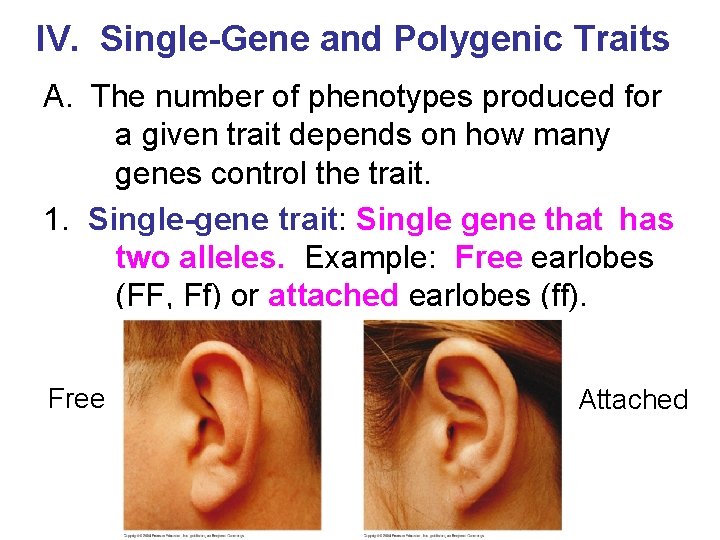 IV. Single-Gene and Polygenic Traits A. The number of phenotypes produced for a given