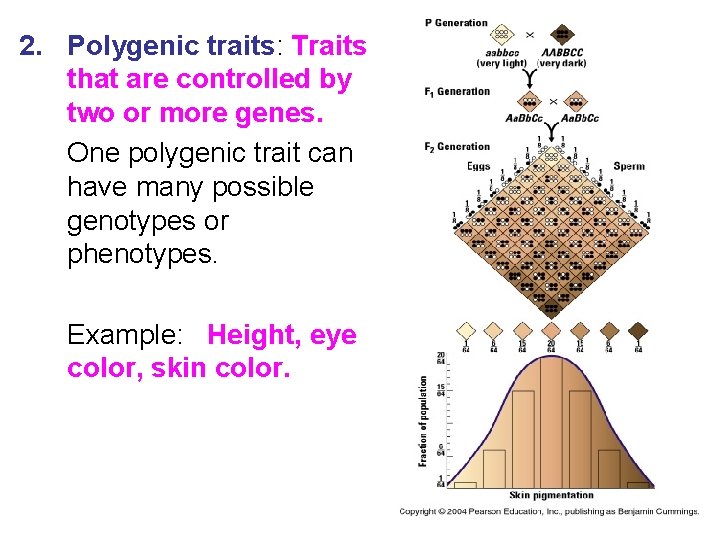 2. Polygenic traits: Traits that are controlled by two or more genes. One polygenic