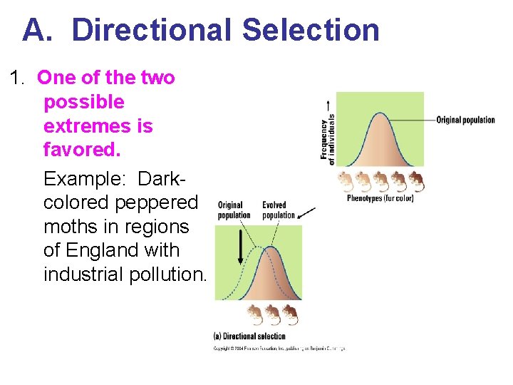 A. Directional Selection 1. One of the two possible extremes is favored. Example: Darkcolored