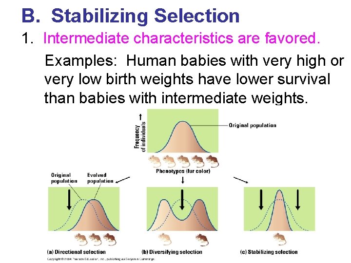 B. Stabilizing Selection 1. Intermediate characteristics are favored. Examples: Human babies with very high