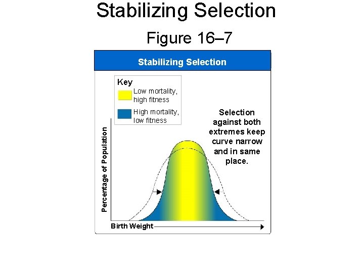Stabilizing Selection Figure 16– 7 Section 16 -2 Stabilizing Selection Key Low mortality, high