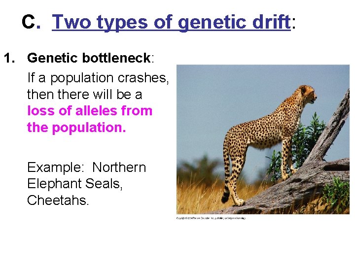 C. Two types of genetic drift: 1. Genetic bottleneck: If a population crashes, then