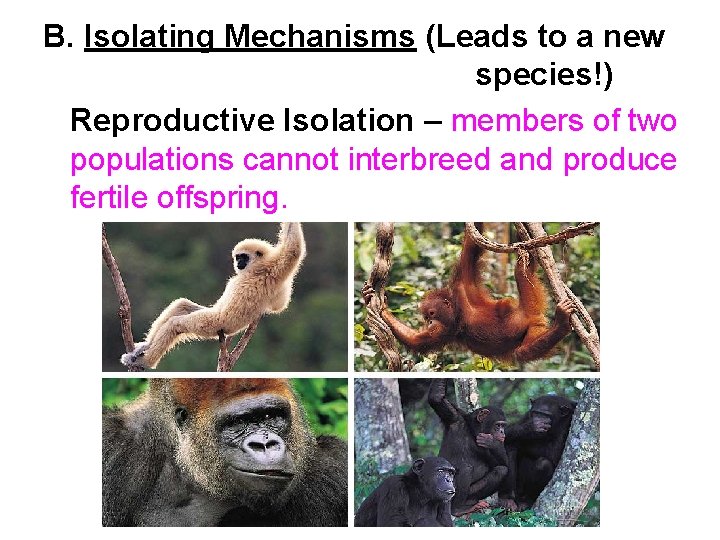 B. Isolating Mechanisms (Leads to a new species!) Reproductive Isolation – members of two