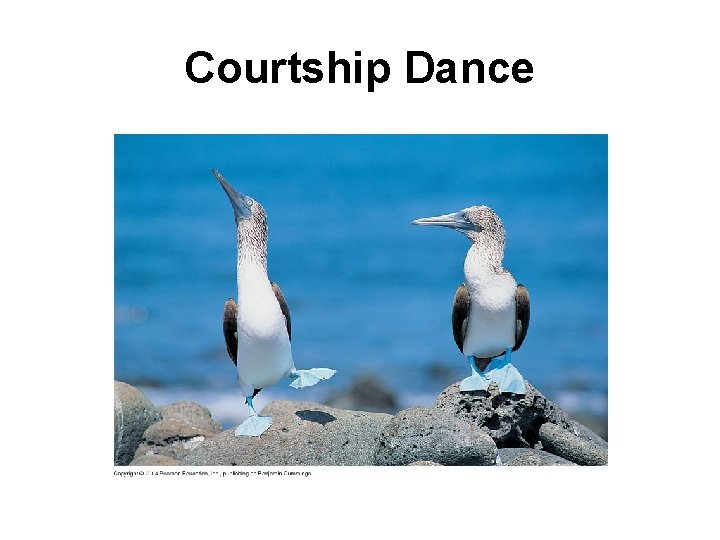 Courtship Dance 