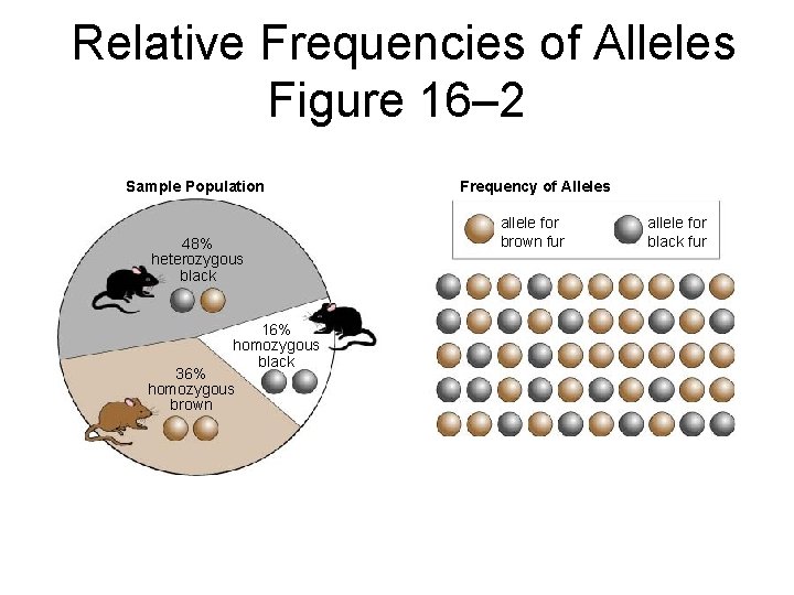 Relative Frequencies of Alleles Figure 16– 2 Section 16 -1 Sample Population 48% heterozygous