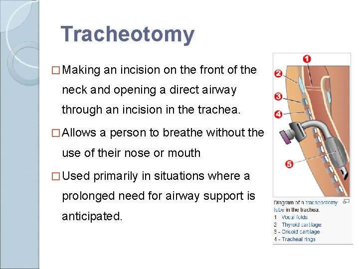 Tracheotomy � Making an incision on the front of the neck and opening a