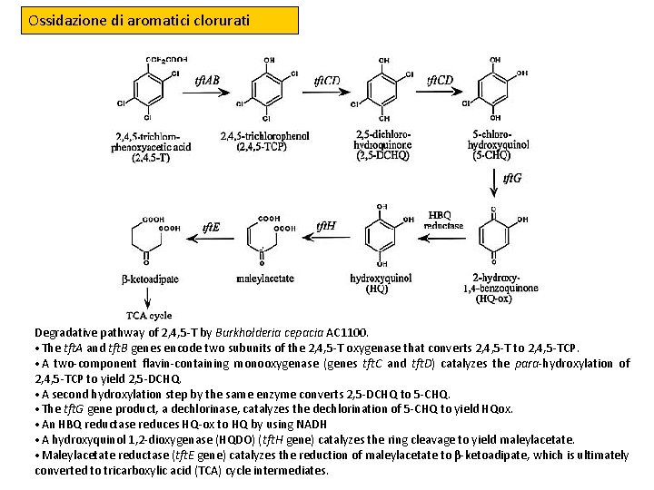 Ossidazione di aromatici clorurati Degradative pathway of 2, 4, 5 -T by Burkholderia cepacia