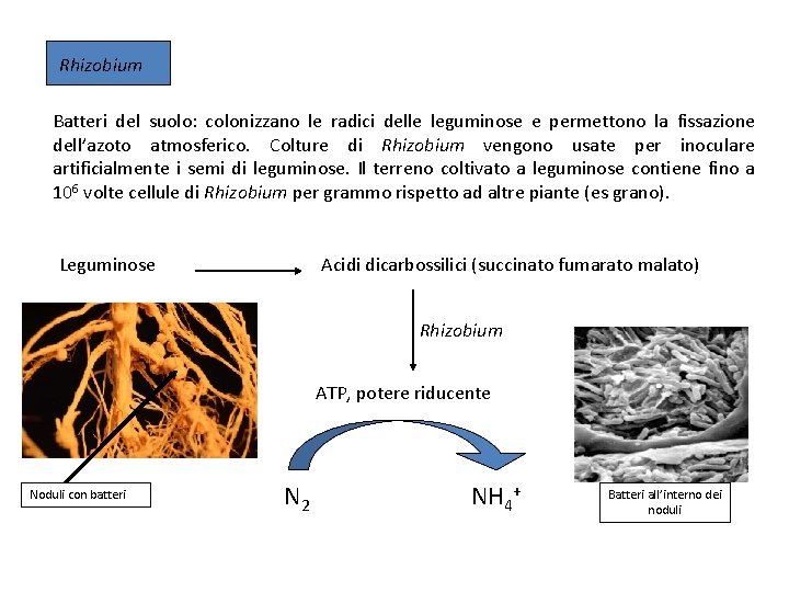 Rhizobium Batteri del suolo: colonizzano le radici delle leguminose e permettono la fissazione dell’azoto