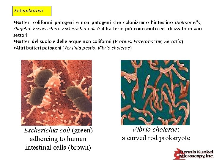 Enterobatteri • Batteri coliformi patogeni e non patogeni che colonizzano l’intestino (Salmonella, Shigella, Escherichia).