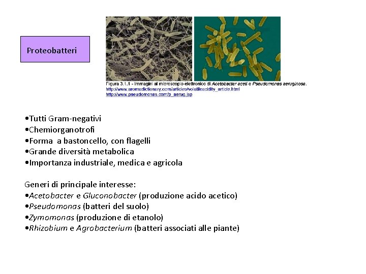 Proteobatteri • Tutti Gram-negativi • Chemiorganotrofi • Forma a bastoncello, con flagelli • Grande