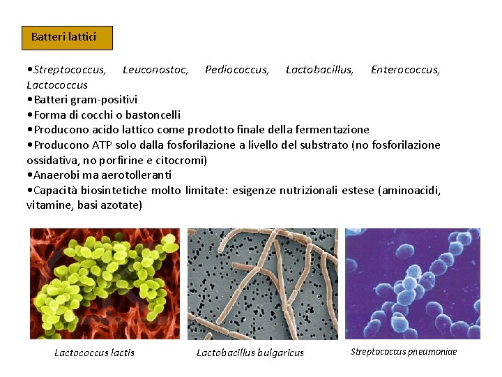 Batteri lattici • Streptococcus, Leuconostoc, Pediococcus, Lactobacillus, Enterococcus, Lactococcus • Batteri gram-positivi • Forma